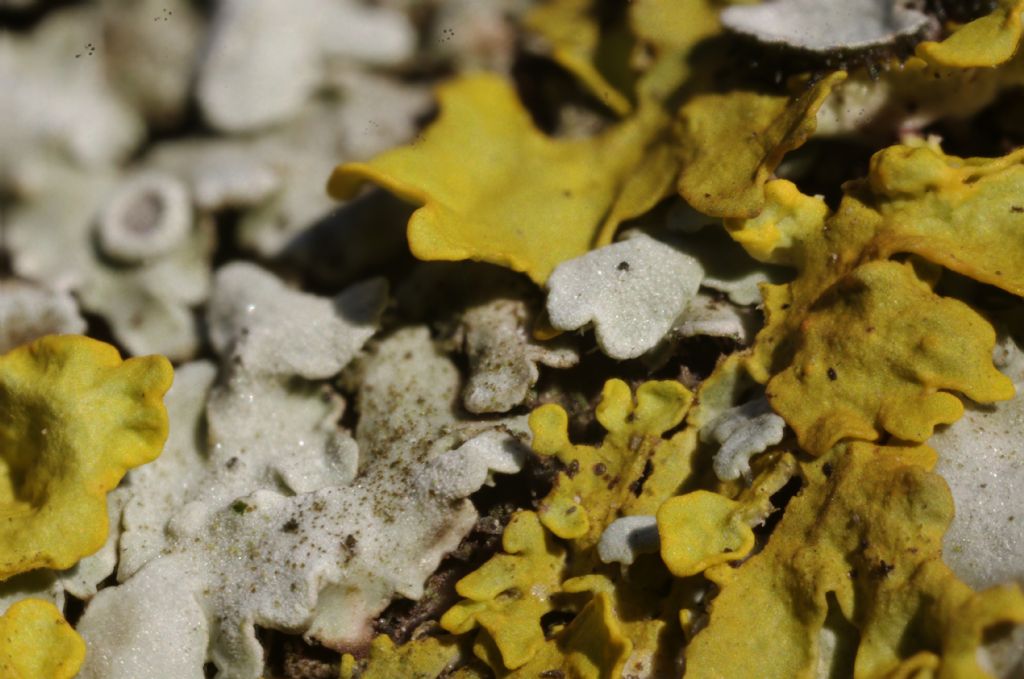 Prove di focus stacking